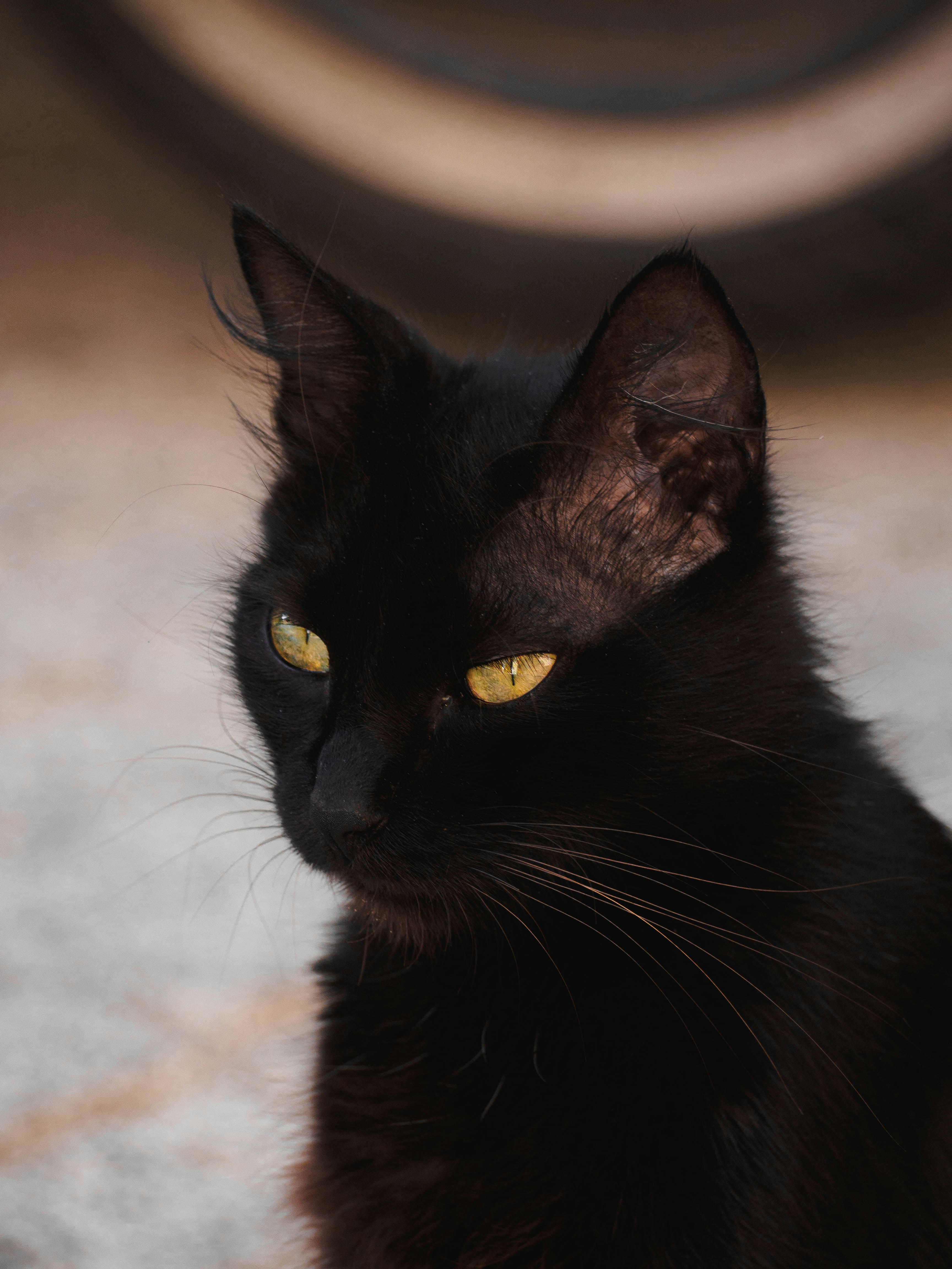 Foto do pet Michone 